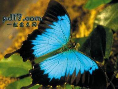 世界上最漂亮的昆虫Top7：尤利西斯蝴蝶