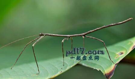 世界上最漂亮的昆虫Top6：竹节虫