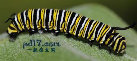 世界上最漂亮的昆虫Top5：Monarch Caterpillar
