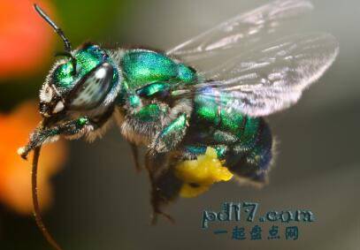 世界上最漂亮的昆虫Top2：兰花蜜蜂