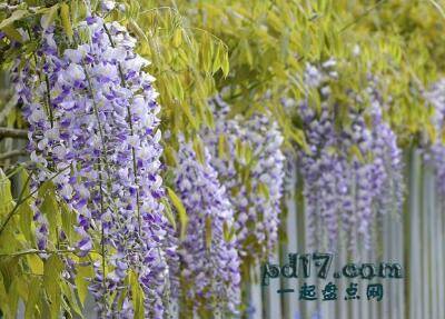 最美丽的攀缘植物Top10：紫藤