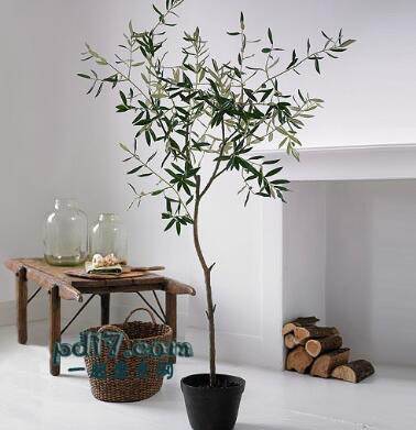 改善居住环境的室内植物Top10：橄榄树