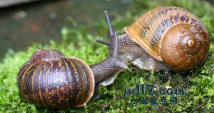 世界上关于动物的奇怪运动Top7：蜗牛赛跑