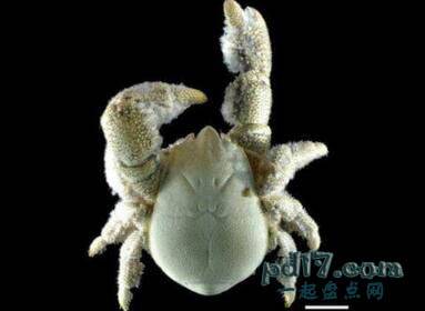 分布在南极洲的特殊生物Top8：霍夫螃蟹