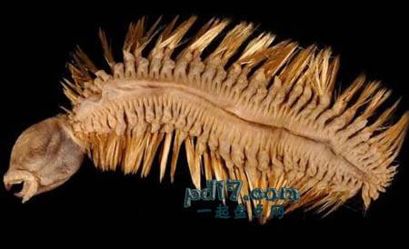 分布在南极洲的特殊生物Top5：鳞虫