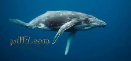 怀孕周期最长的动物Top3：鲸 12 - 16个月
