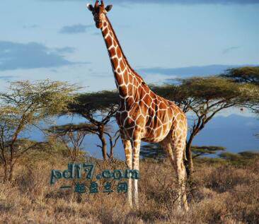 怀孕周期最长的动物Top7：长颈鹿13-15个月