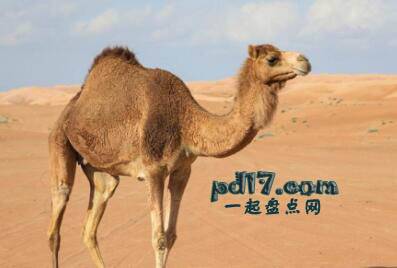 怀孕周期最长的动物Top6：骆驼13-15个月