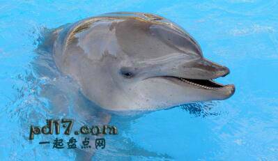 怀孕周期最长的动物Top2：海豚15-18个月