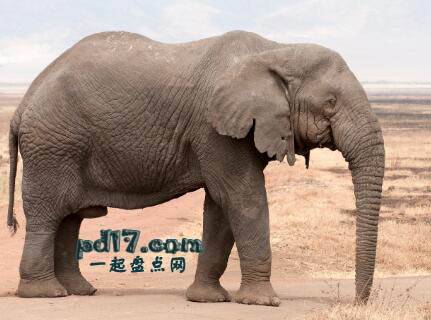 怀孕周期最长的动物Top1：大象 18-22个月