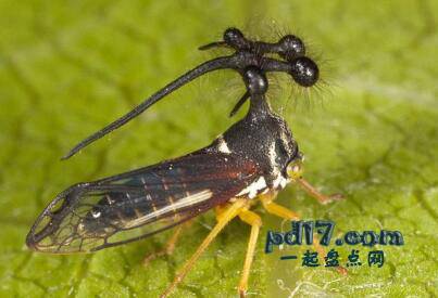 外形奇特的昆虫Top9：巴西角蝉