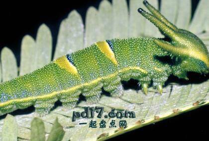 外形奇特的昆虫Top3：Tailed emperor butterfly caterpillar
