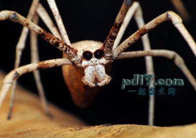 动物令人难以置信的眼睛Top2：食人魔面对蜘蛛