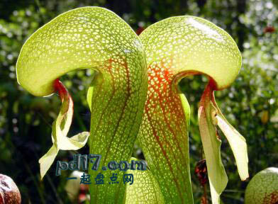 长的像动物的植物Top3：眼镜蛇草