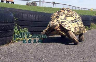 动物创造的世界纪录Top4：最快的乌龟