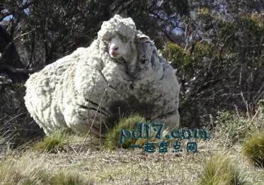 动物创造的世界纪录Top1：羊毛最多的绵羊