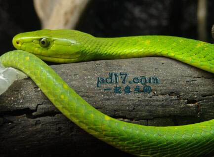 世界上威胁性最强的毒蛇Top9：东部绿色曼巴