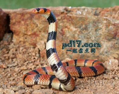 世界上威胁性最强的毒蛇Top8：珊瑚蛇