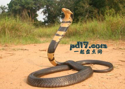世界上威胁性最强的毒蛇Top7：森林眼镜蛇