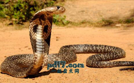 世界上威胁性最强的毒蛇Top2：印度眼镜蛇