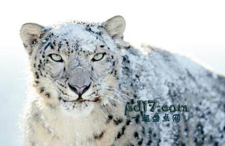 在寒冷的环境中生存的动物Top8：雪豹