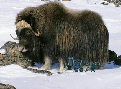 在寒冷的环境中生存的动物Top7：麝牛