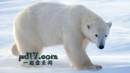 在寒冷的环境中生存的动物Top2：北极熊