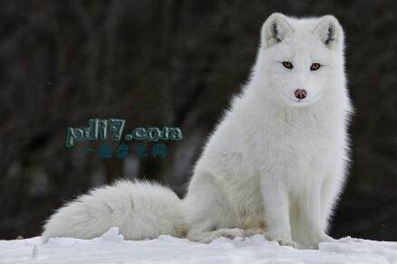 在寒冷的环境中生存的动物Top1：白狐
