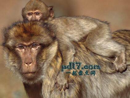 不同国家最具代表性的动物Top7：巴巴里猕猴（摩洛哥）
