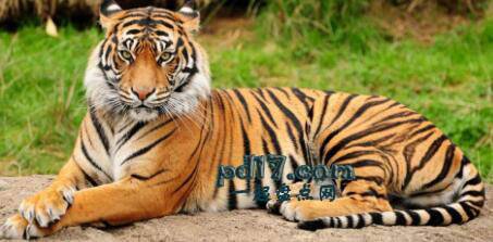 不同国家最具代表性的动物Top6：孟加拉虎（印度）