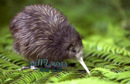 不同国家最具代表性的动物Top3：几维鸟（新西兰）