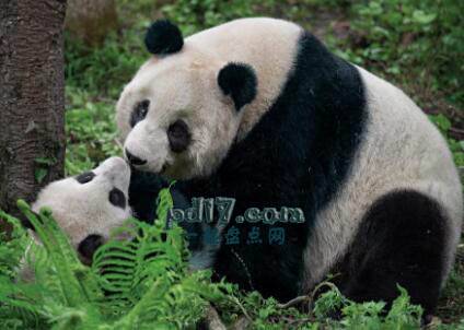 不同国家最具代表性的动物Top1：大熊猫（中国）