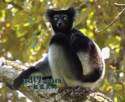 马达加斯加的特色生物Top3：马达加斯加大狐猴