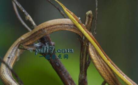 马达加斯加的特色生物Top1：马达加斯加的叶鼻蛇