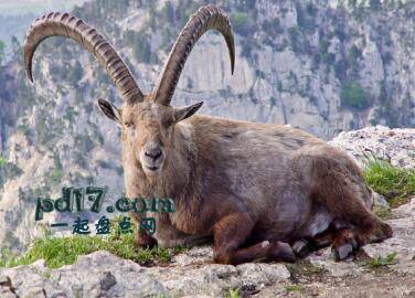 因人类而灭绝的动物Top7：比利牛斯山羊
