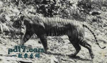 因人类而灭绝的动物Top2：爪哇虎