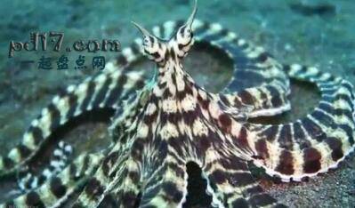 可以变色的动物Top1：印尼伪装章鱼