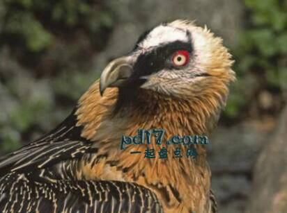 世界上最危险的鸟类Top6：髭兀鹰