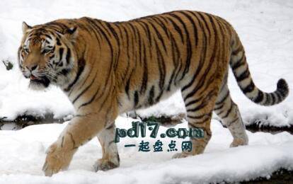 世界上最危险的猫科动物Top1：西伯利亚虎