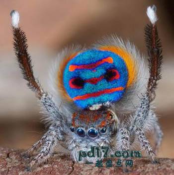 世界上外形最抢眼的蜘蛛Top9：孔雀蜘蛛