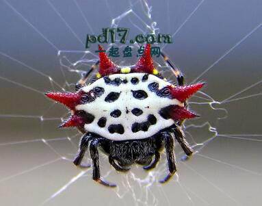 世界上外形最抢眼的蜘蛛Top8：多刺蜘蛛