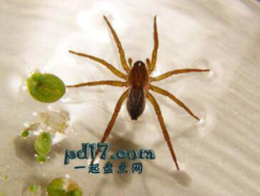世界上外形最抢眼的蜘蛛Top7：水蜘蛛