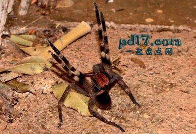 世界上外形最抢眼的蜘蛛Top6：巴西流浪蜘蛛