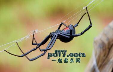 世界上外形最抢眼的蜘蛛Top3：黑寡妇蜘蛛