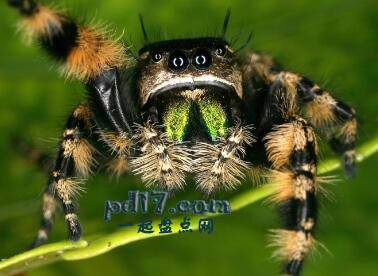 世界上外形最抢眼的蜘蛛Top2：跳蜘蛛