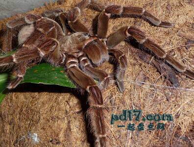 世界上外形最抢眼的蜘蛛Top1：亚马逊巨人食鸟蛛