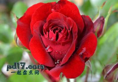 最美的玫瑰品种Top7：Victor Hugo