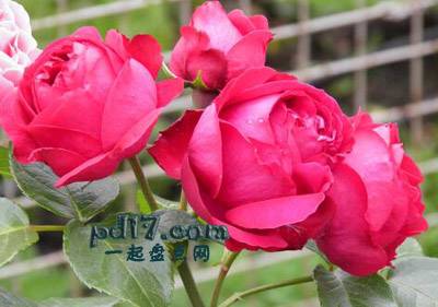 最美的玫瑰品种Top6：红伊甸园玫瑰