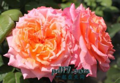 最美的玫瑰品种Top5：Albrecht Durer
