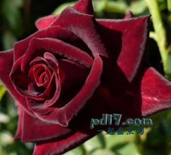 最美的玫瑰品种Top2：Black Baccara